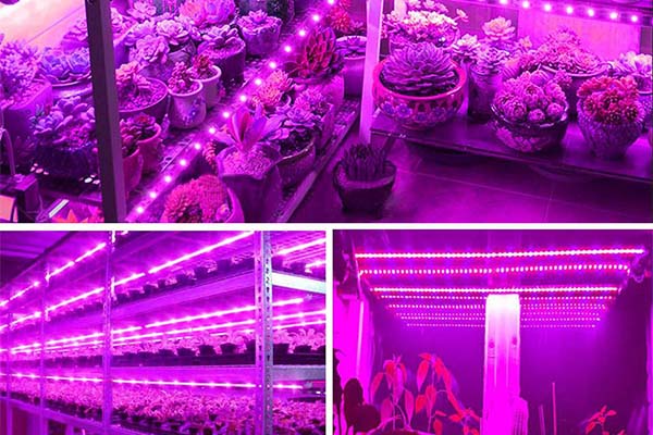 TLI-LED-Plants-Lighting-LED-4